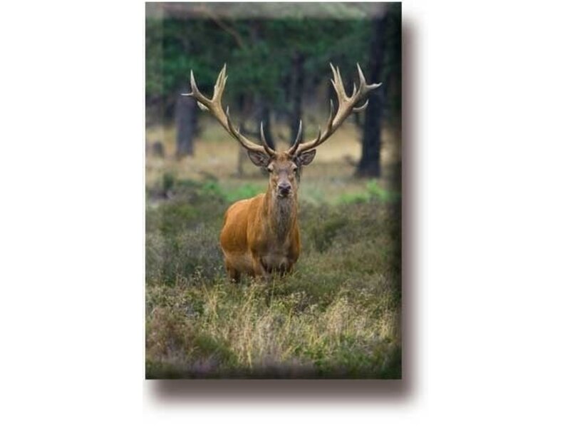 Aimant de réfrigérateur, Cerf, mâle