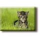 Aimant pour réfrigérateur, petit chat dans l'herbe