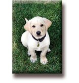 Fridge Magnet, Labrador, Puppy