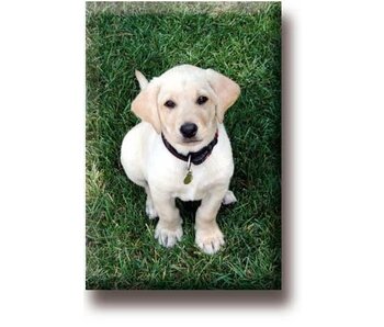 Imán De Nevera, Labrador, Cachorro