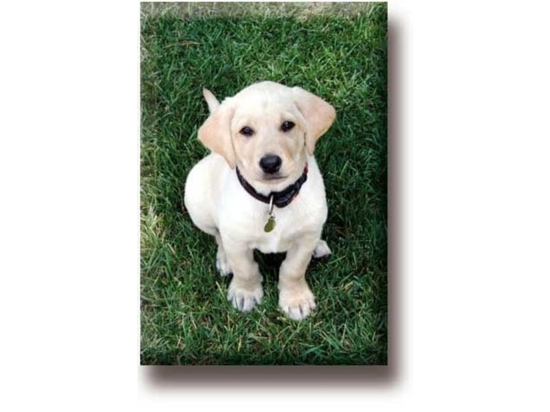 Fridge Magnet, Labrador, Puppy