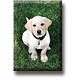 Fridge Magnet, Labrador, Puppy