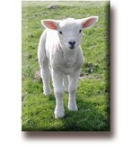 Fridge magnet, Lamb Fridge magnet, Lamb
