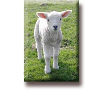 Fridge magnet, Lamb