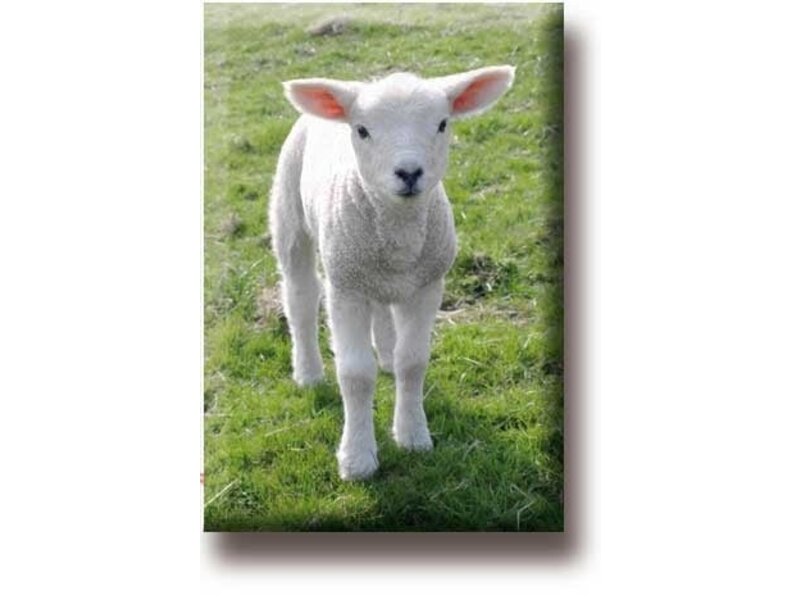 Fridge magnet, Lamb