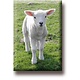 Fridge magnet, Lamb