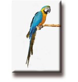 Imán de nevera, loro, guacamayo Imán de nevera, loro, guacamayo