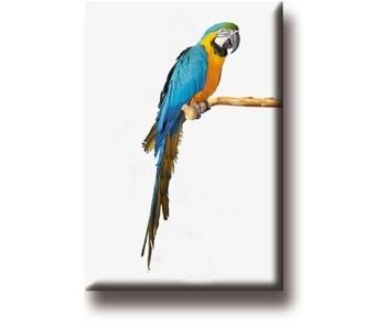 Fridge Magnet, Parrot, Macaw