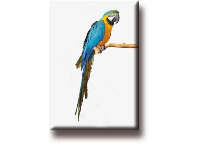 Fridge Magnet, Parrot, Macaw