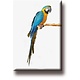 Imán de nevera, loro, guacamayo