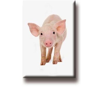 Fridge magnet, pig, piglet