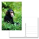 Postal, chimpancé bebé