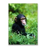 Postal, chimpancé bebé