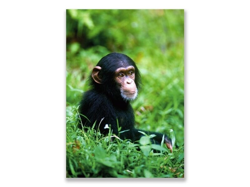 Postal, chimpancé bebé