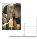 Carte postale, éléphant Carte postale, éléphant