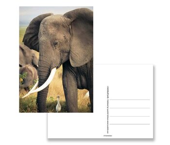 Ansichtkaart,  Olifant