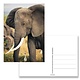 Postcard,  Elephant