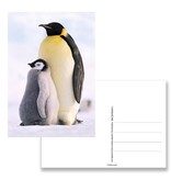 Postkarte, Pinguine Postkarte, Pinguine