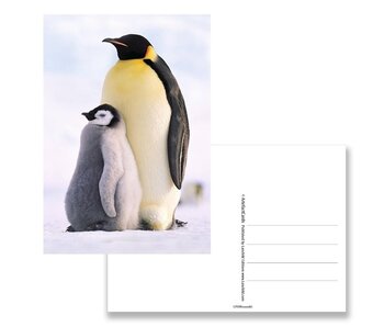 Postcard,  Penguins
