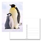 Carte postale, Pingouins