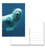 Postkarte, Eisbär Postkarte, Eisbär