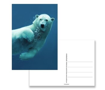 Postkarte, Eisbär