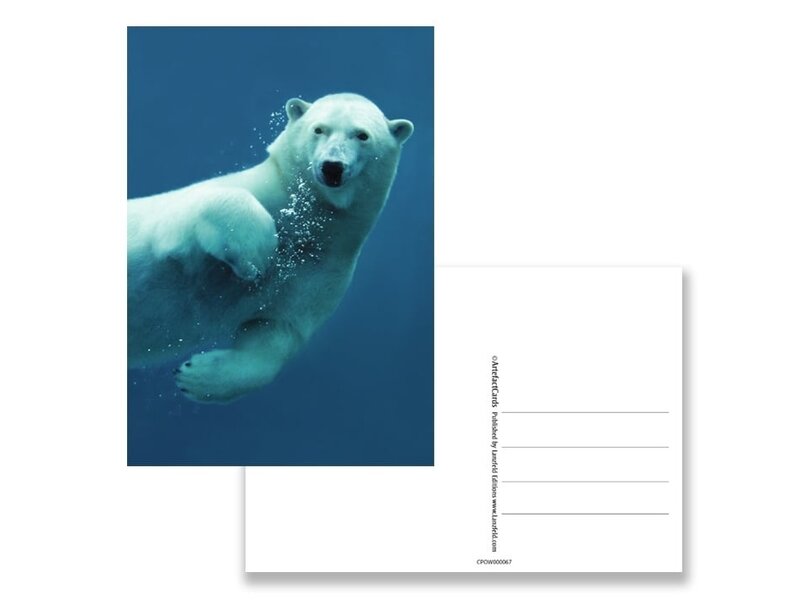 Postkarte, Eisbär