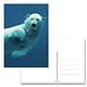Postcard,  Polar Bear