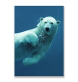 Postkarte, Eisbär Postkarte, Eisbär