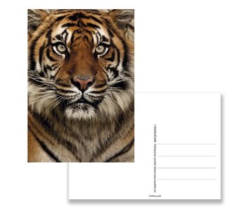 Postkarte, Tigerkopf