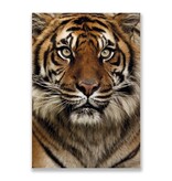 Postkarte, Tigerkopf