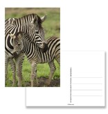 Postkarte, Zebra Postkarte, Zebra