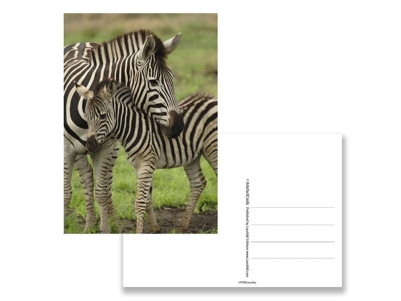 Postkarte, Zebra