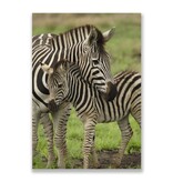 Postkarte, Zebra Postkarte, Zebra