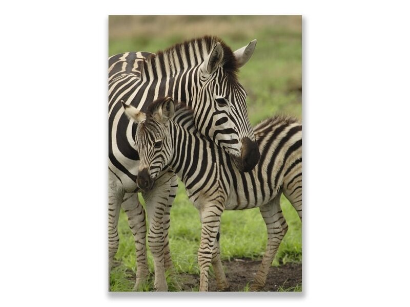 Postkarte, Zebra