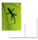Postkarte, Eidechse Postkarte, Eidechse