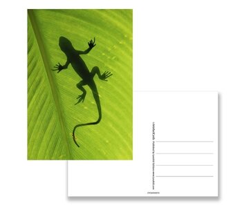 Postcard,  Gecko
