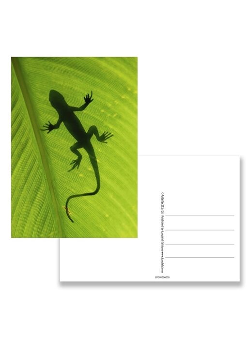 Postcard,  Gecko