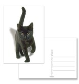 Postcard,  Black Kitten