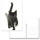 Carte postale, chaton, noir