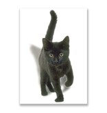 Postcard,  Black Kitten