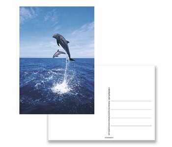Postkarte, Delfine