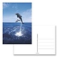 Postal, delfines