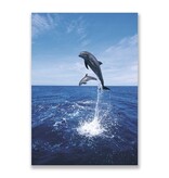 Carte postale, dauphins