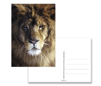 Postcard,  Lion Head