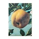 File Sheet, A4, Apple, Koch