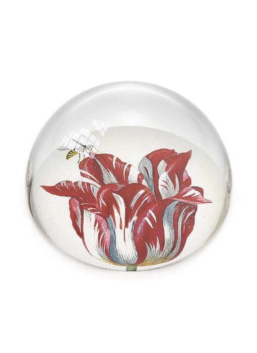 Glaskuppeln Briefbeschwerer, Tulpen Marrel