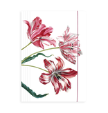 Documentenmap met elastiekje A4, Merian, Drie Tulpen