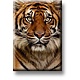 Fridge magnet, Tiger head