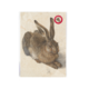 Reproduction A4, Dürer, Hare